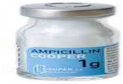 Ampicillin Misr 250mg